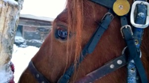 Tepsukka Kuva: Riina Törnqvist