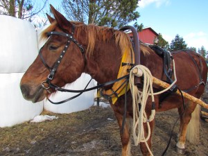 Virmaliina 1248-06Ta