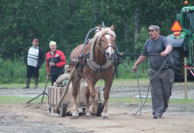 Puukeidas-vetojen voittaja Luomutar ja Mikko Uusimäki