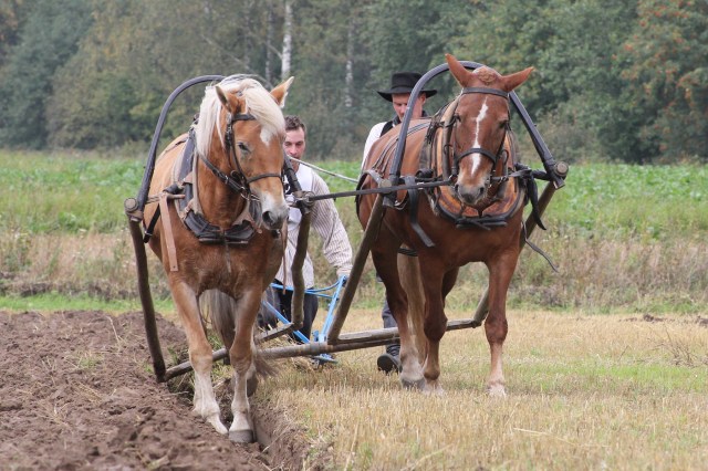 1.sija Taavetin Taava ja Hovingatar, ohjastaja Jari Kupiainen, kyntäjä Jani Kupiainen