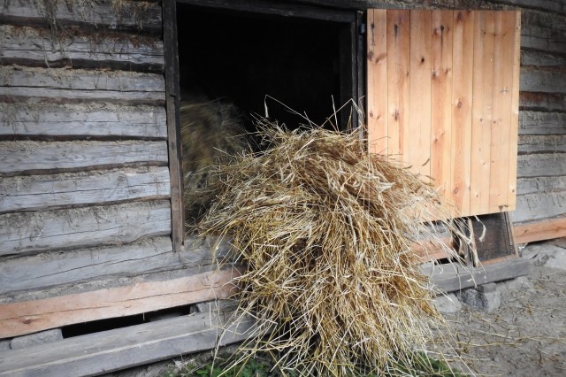 Riihenpuinti päivä Hankasalmella